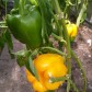 paprika zluta